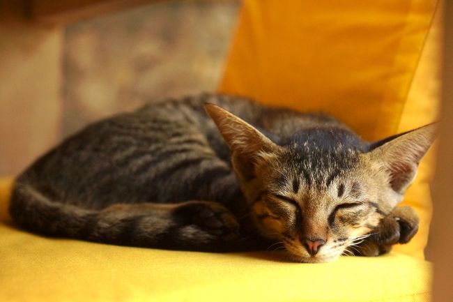 ビストロへ行くと、また別のにゃんこが癒しのこの顔！<br />ネコ好きにはたまらない宿ですよー<br />