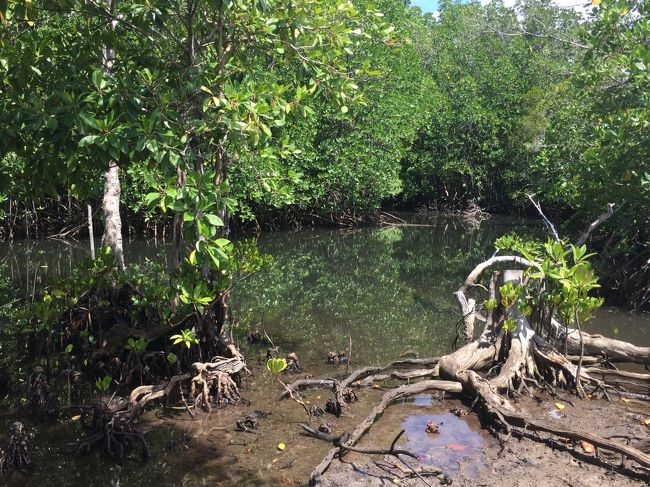 友達一家と一緒にマングローブ林へ。本来はボートで行けるのだけれど、水が無いとの事で徒歩で行く羽目に。