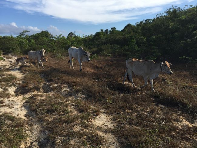 更には出産シーズンを迎えた殺気立った牛さんたちに追いかけれる。<br />この時はビーサンなのに誰よりも早く逃げたらしい私は未だにそのことについて言われたりするのである。