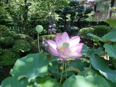 翌日9時にホテルを出発し、龍潭寺到着。
美しい蓮の花がひとつだけ咲いていました。
