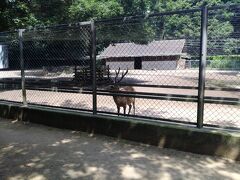 戻り道に、神鹿を見に立ち寄りです。なんとなく奈良公園みたいに放し飼いかなと思っていましたが、網の中でした。隣の売店で鹿の餌を売ってました。鹿も暑そう。。