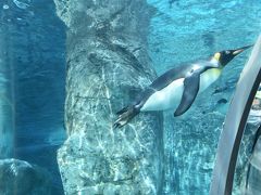 いきなりペンギンですが、
札幌の自宅を出て道央自動車道で約一時間半。
旭川市の旭山動物園に到着です。
言わずと知れた超人気スポット。
平日にもかかわらず結構な混み具合です。
このぺんぎん館は、水中にガラス張りのトンネルが設けてあり、空を飛ぶように泳ぐペンギンを見ることができます。