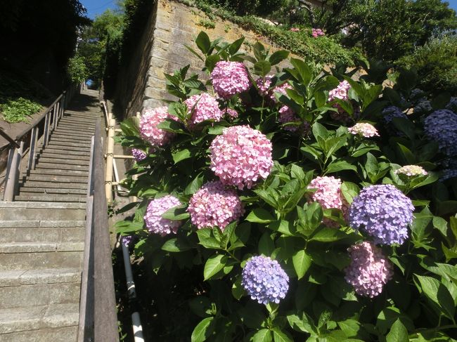 宿は足羽山(あすわやま)という小高い山のふもとなので、散歩にいってきます。<br />階段登って