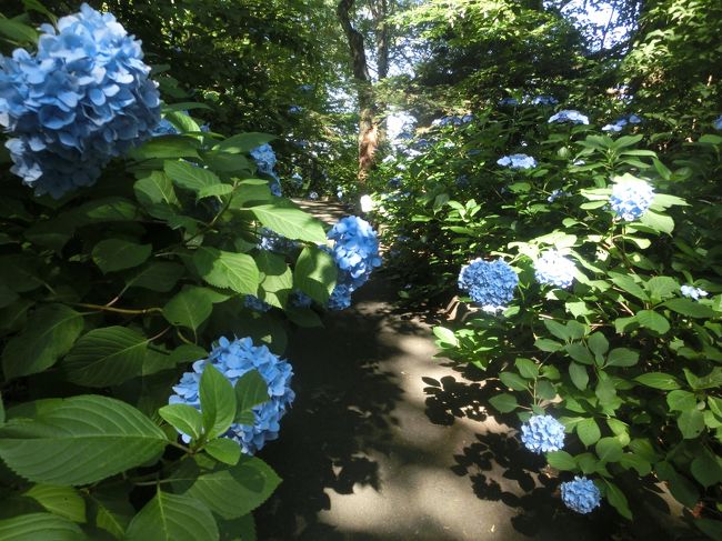 継体天皇の銅像があるということで、あじさいの中の道を歩いて