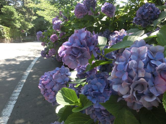 また、あじさいの道を通って