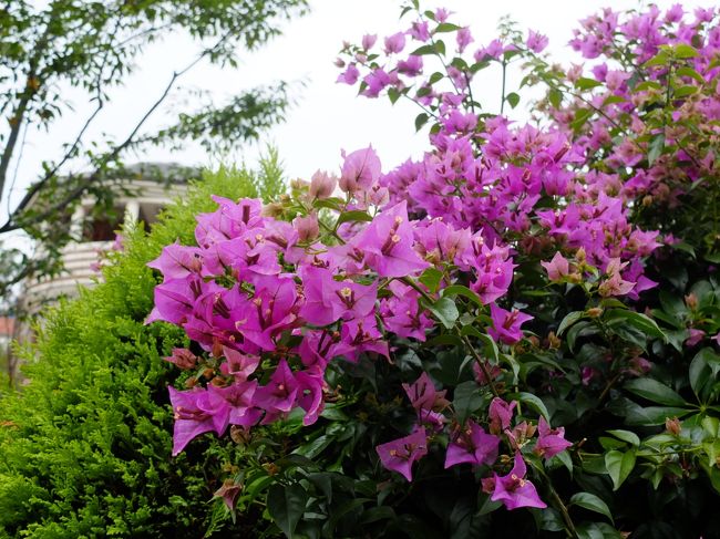 長崎はなぜか南国のイメージなんですよね。寒い曇り空の12月の末ごろの日でしたが、ブーゲンビリアが異人さんたちの邸宅街で咲いていました。