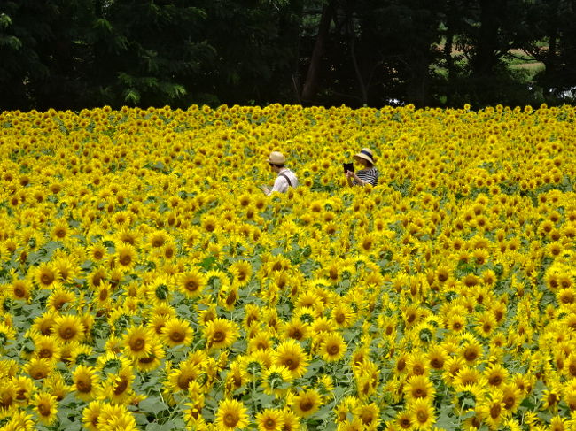 映画いま 会いにゆきますの聖地 明野ひまわり畑 付録ハイジの村 明野 須玉 山梨県 の旅行記 ブログ By 三毛猫美花さん フォートラベル 映画いま 会いにゆきますの聖地 明野ひまわり畑 付録ハイジの村 明野 須玉 山梨県 の旅行記 ブログ By 三毛猫美花さん フォートラベル
