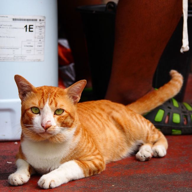 夫が原付を返却してくれている間に私はパッキングを済ませ、ぎりぎりまで部屋でゆっくりして、フロントに荷物を預けてチェックアウトを。<br />「昼何食べたい？」と言われても、本能的に何も食べない方が良さそうな気がして悩んでいたら、猫と視線が合った。
