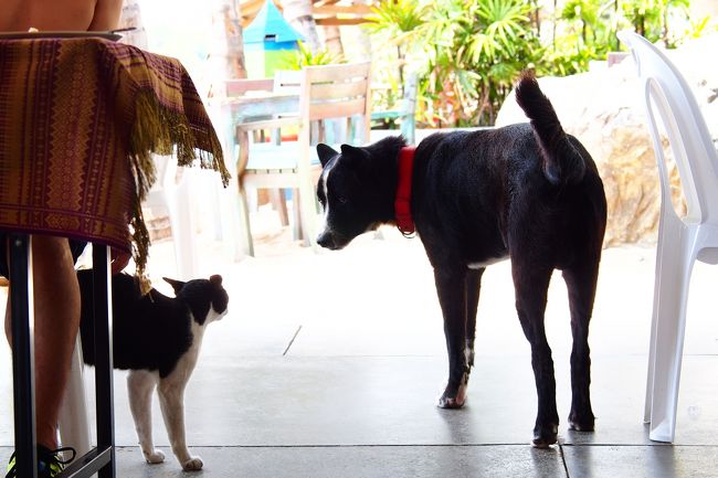 奥のテーブルを見るとこの店のマスコットである大きな体格の犬と、隣の店（5月2日夜に行ったグラフィックアート壁画の店：“K Beach”）のハチワレニャンコがふぅ！ふぅ！！息を荒立てて緊迫した空気が走る。<br />犬が吠え立てて猫が私たちの脚の隙間から砂浜に逃げ幕引きとなったけど、まるでトムとジェリーみたい。