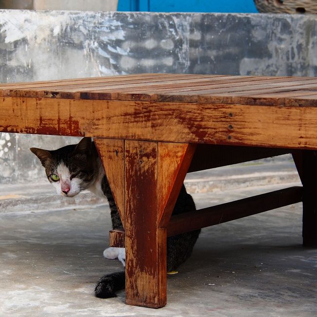 去年の出発直前に見かけた、サムイ空港に住み着いている猫と再会することが出来た。猫が見送ってくれるなんて最高♪