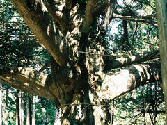 出発までの間、近くの真山神社を参拝。その境内には、御神木だと言う樹齢約1000年の榧の大木があった。なんでも、慈覚大師のお手植えだそうだ。その姿は、まさに精霊が宿っていそうな感じだった。