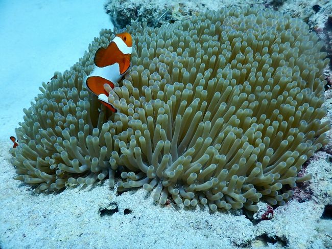 何度挑戦しても上手く撮れないカクレクマノミ。