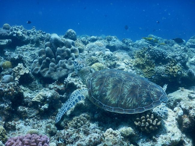 カメポイントにも行って、たくさんのカメを見ることができました。