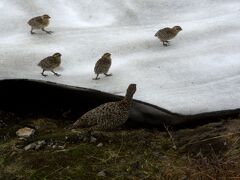 目の前に雷鳥があらわれた。

子連れの雷鳥を見るのは初めて、４羽の雛を連れています。