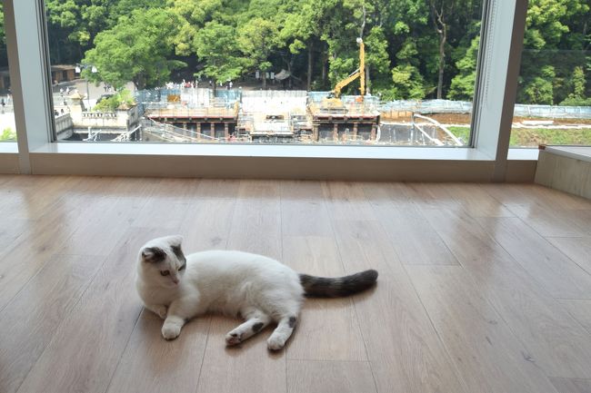 猫巡礼の旅 ー原宿 Mocha 篇ー 原宿 東京 の旅行記 ブログ By Middx さん フォートラベル