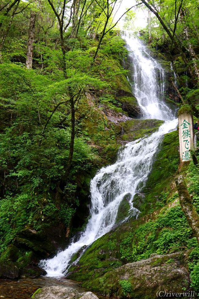 野人の杜!知られざる中国の新世界遺産「神農架」~番外編「金猿 野人の杜!知られざる中国の新世界遺産「神農架」~番外編「金猿