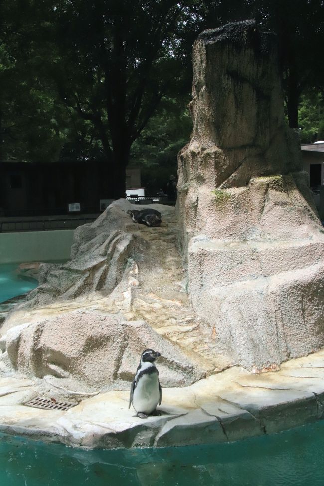 真夏のレッサーパンダ詣はまだ涼しくて助かった曇天の千葉市動物公園へ ３ じっくり過ごした動物科学館 フタユビナマケモノの赤ちゃんは見られなかったけれど ショーガラコとガマグチヨタカ そしてレッサーパンダの骨と出会う 千葉市 千葉県 の旅行記 ブログ By