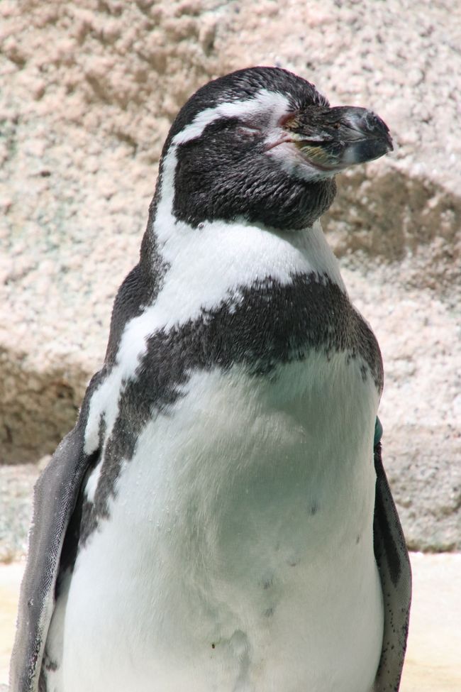 真夏のレッサーパンダ詣はまだ涼しくて助かった曇天の千葉市動物公園へ ３ じっくり過ごした動物科学館 フタユビナマケモノの赤ちゃんは見られなかったけれど ショーガラコとガマグチヨタカ そしてレッサーパンダの骨と出会う 千葉市 千葉県 の旅行記 ブログ By