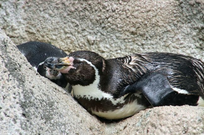 真夏のレッサーパンダ詣はまだ涼しくて助かった曇天の千葉市動物公園へ ３ じっくり過ごした動物科学館 フタユビナマケモノの赤ちゃんは見られなかったけれど ショーガラコとガマグチヨタカ そしてレッサーパンダの骨と出会う 千葉市 千葉県 の旅行記 ブログ By