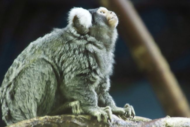 真夏のレッサーパンダ詣はまだ涼しくて助かった曇天の千葉市動物公園へ ３ じっくり過ごした動物科学館 フタユビナマケモノの赤ちゃんは見られなかったけれど ショーガラコとガマグチヨタカ そしてレッサーパンダの骨と出会う 千葉市 千葉県 の旅行記 ブログ By