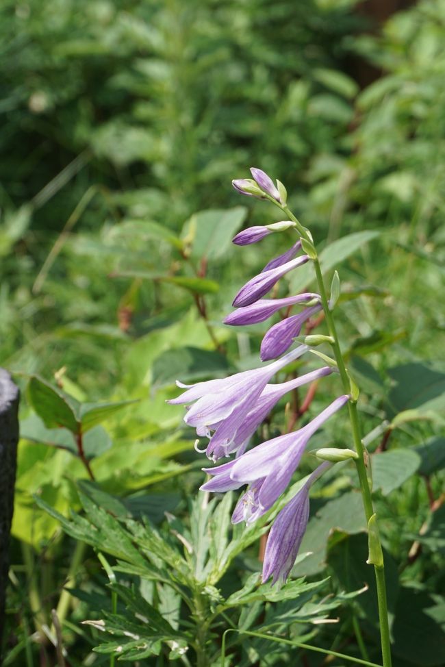 雲上のお花畑を見に夏の伊吹山へ 近くのバイカモも訪ねて 米原 滋賀県 の旅行記 ブログ By Akikoさん フォートラベル 雲上のお花畑を見に夏の伊吹山へ 近くのバイカモも訪ねて 米原 滋賀県 の旅行記 ブログ By Akikoさん フォートラベル