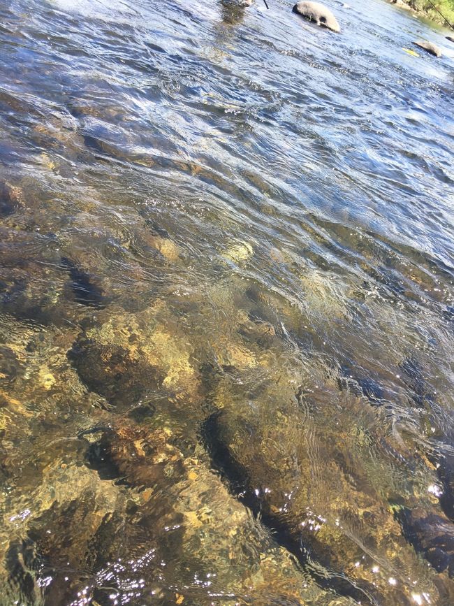 それにしてもキレイな川です。<br />勝山の九頭竜川は鮎で有名です。<br />あと、サクラマスの聖地なんて呼ばれてるそうですよ