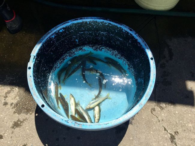 鮎釣りしてた人が鮎を売りに来ました。<br />鮮度を落とさずに急速冷凍する機器や真空パック機があり、釣り客からアユを買い取って保存してるそうです。<br />それで安定供給できるようにするんですね<br />お店の方に、写真撮って、これ釣った！って自慢すれば良いよーって言われましたw<br />