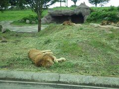 アフリカンサファリへ。雨が降っていたこともあり、夏にしては気温も少し低め。ただ、動物たち、特にライオンはごろごろしていました。