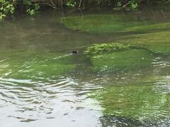 コルン川にいた鳥。
やたら小さくてオモチャみたいです。