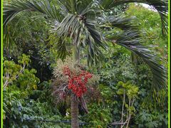 【Morro de Sao Paulo モーホ・デ・サンパウロという島】

なんだ....あの実は.......

「アサイ」.....か？
