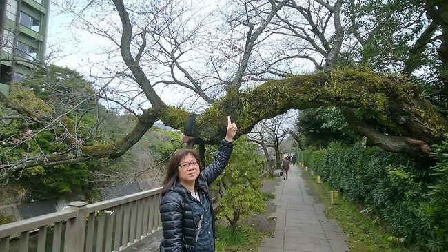 伊東温泉到着<br /><br />あぁ～・・・桜が咲いてない?<br />例年だとドンピシャリかと思ってせっかく半年前から予約してたのになぁ。<br />まぁいいか