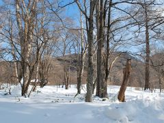 日光湯元温泉の休暇村に泊まり、翌朝。
ホテルの前に林も雪に埋もれています。