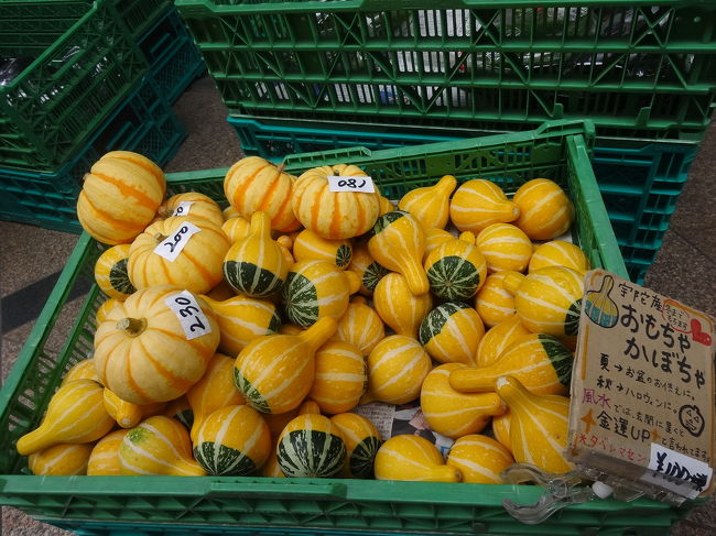 ｱｰｹｰﾄﾞ商店街の中を歩いていると、おもちゃかぼちゃに出会いました。