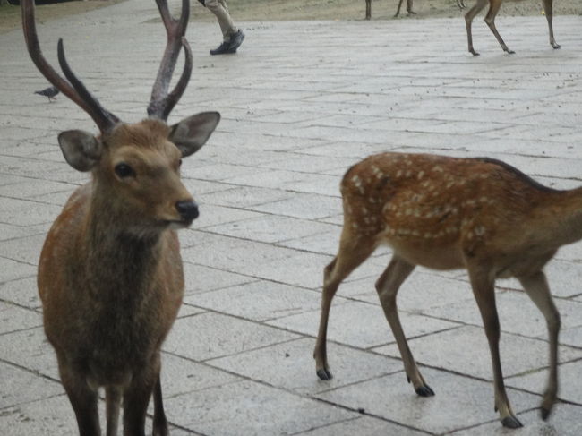 お昼後は、ﾀｸｼｰにて東大寺へ。ﾀｸｼｰを降りるとすぐに鹿さんがｳｪﾙｶﾑしてくれました。