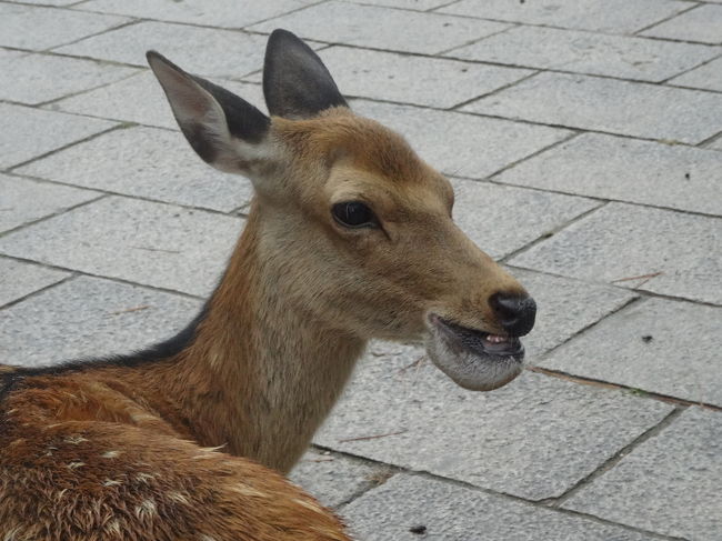 変な顔の子もいます。女の子なのに。