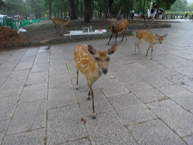 どんどん来ます。野生、だよね？