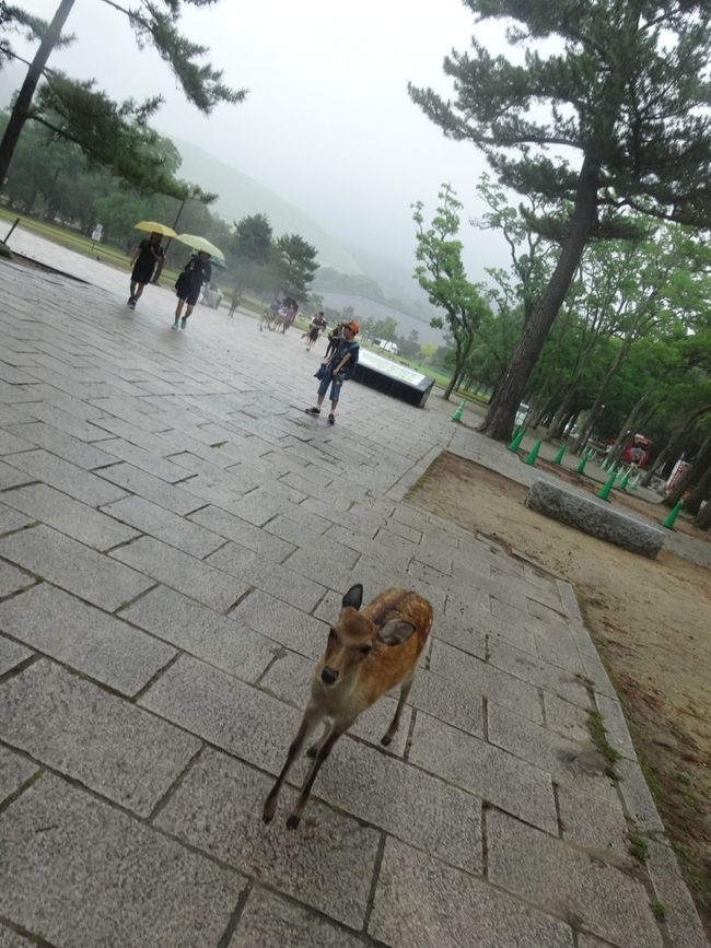 なんと、ここで衝撃の事実。甥っ子が鹿が苦手なことが判明。彼、後方で身動きがとれなくなっています。こんなにかわいいﾊﾞﾝﾋﾞなのに…。