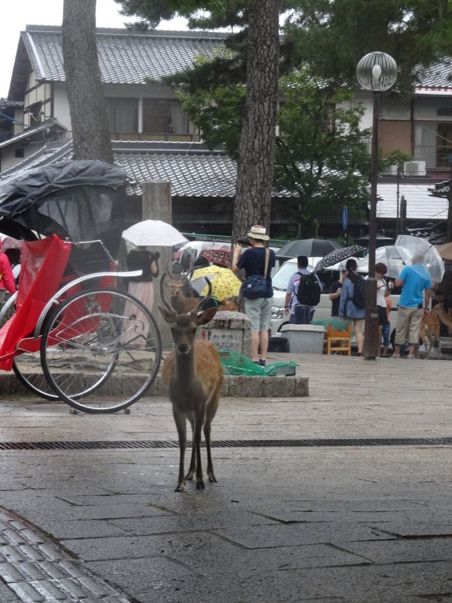 こっちをじーっと見つめている子。