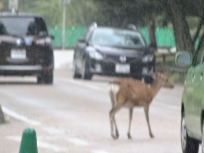 小鹿は道路もどんどん渡ります。