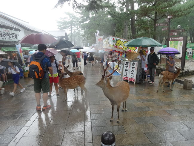 東大寺参道は鹿だらけ。甥っ子試練！しかも雨が降ってきた。