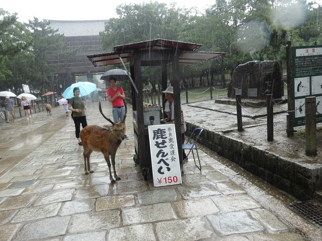 鹿せんべい前でじっと待つ鹿。はーやーくーって思われてそう。