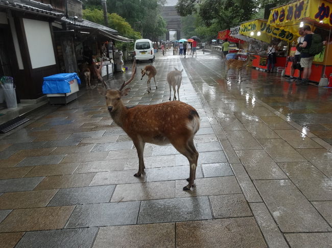あれ、観光客より鹿の方が多いし。甥っ子ﾊﾟﾆｯｸ。
