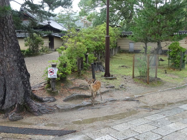 ﾊﾞﾝﾋﾞちゃんもたくさんいました。