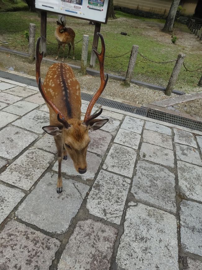 いつのまにか雨も止んでました。そして、さっそく鹿がご挨拶してくれます。この季節の雄鹿の角は立派に伸びています。