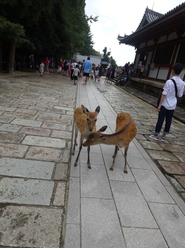 この先にて大仏殿の拝観料を納めます。