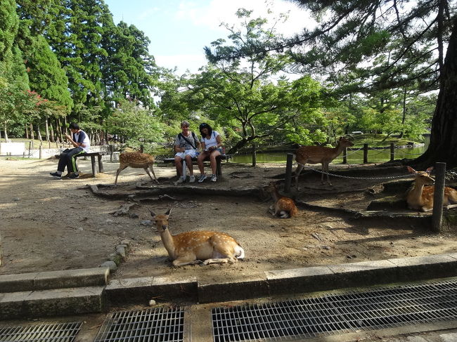さて大仏殿を出ると、またお会いしました。鹿さんたち。奈良公園の鹿は圧倒的に雌が多いのだそう。確かに。