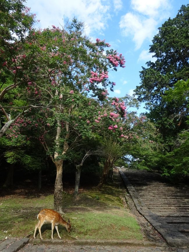 来た道を戻りたいのですが、鹿がすごいので、裏参道方面へ。鹿は確かに少なめです。この階段を上っていくと二月堂へ。