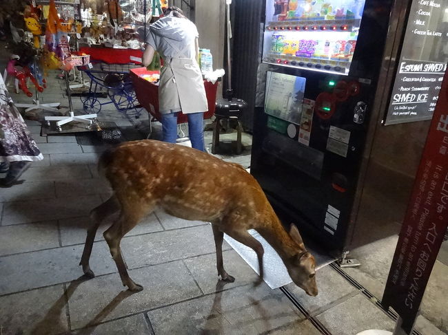 あら、夜の珍客(常連か？)も。