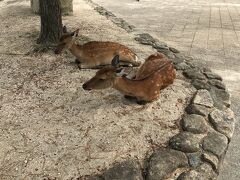 宮島には鹿がたくさんいましたが、暑さのせいか座ったまま動かないです。