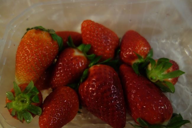 市場で購入した苺を食べて出発。<br />前日にフロントの女性が鍵は部屋の中に残して好きな時間に退室してね、と。<br />そのことを伝えるためにお掃除しながら待っていてくれたみたいで心遣いに感謝です。